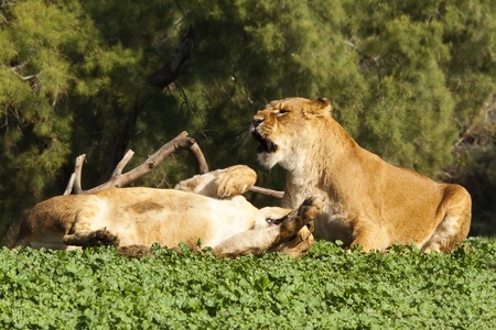 Lion family の写真素材