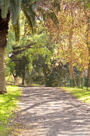 beautiful way in wild oak forest の写真素材