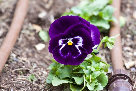 viola tricolor pansy, flowerbed の写真素材