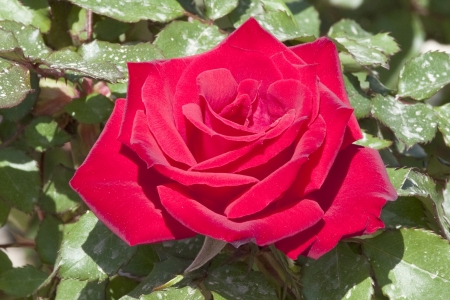 close up of red roseの写真素材