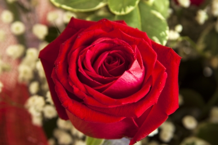 close up of red roseの写真素材