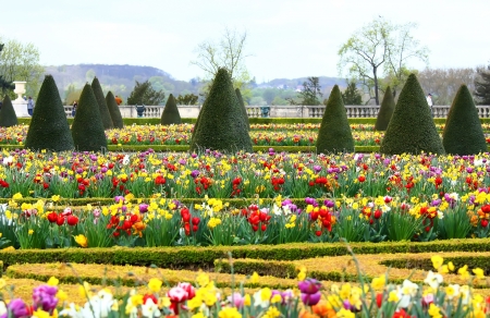 spring tulips fieldの写真素材