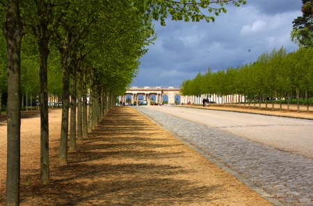 trees alley in the garden in Parisの写真素材