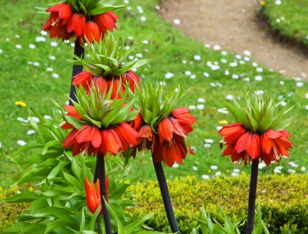 red fritillaria imperialisの写真素材