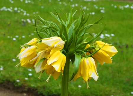 yellow fritillaria imperialisの写真素材