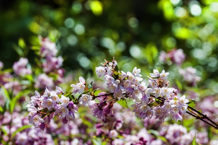 Blossoming of flowers in spring timeの写真素材