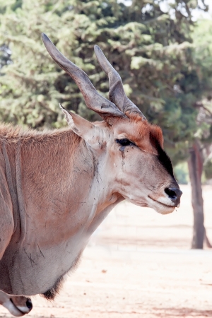 An Eland, an african large antelope の写真素材