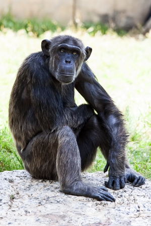 Chimpanzee sitting on rock の写真素材