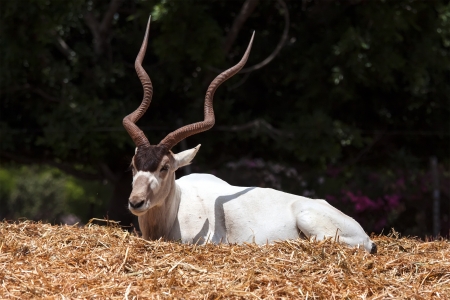 Horned Oryxの写真素材