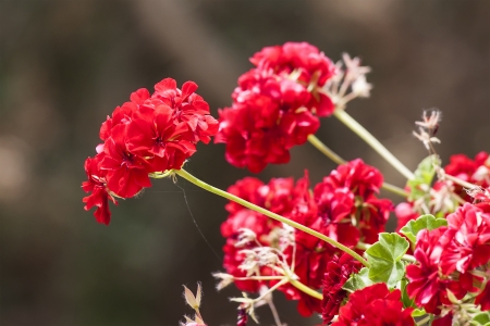 Small sunny red flowersの写真素材
