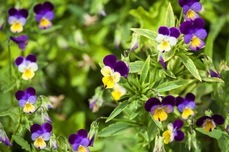 Purple pansies closeupの写真素材