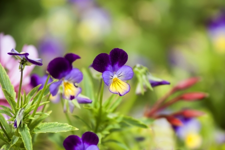 Purple pansies closeup の写真素材