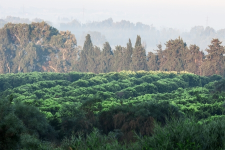 a green valley at the twilightの写真素材
