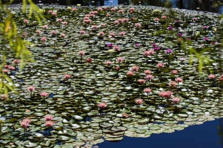 colored water lily  floating leafe's in a pondの写真素材