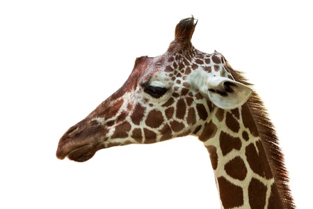 close up of giraffe isolated on whiteの写真素材
