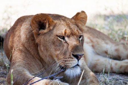 Lioness portraitの写真素材