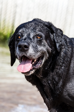 portrait of cute  dog looking at seaの写真素材