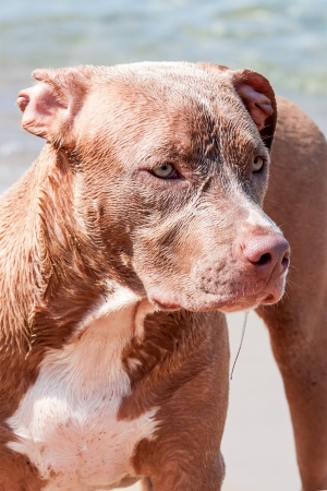 portrait of cute  dog looking at seaの写真素材