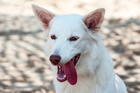 portrait of cute  dog on the sea