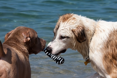  dogs playing on beach