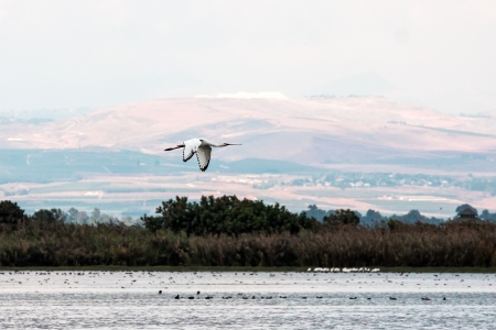 White Stork  in flightの写真素材