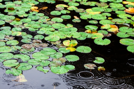 Lily pads in the rainの写真素材