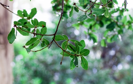 Green leaves over abstract backgroundの写真素材