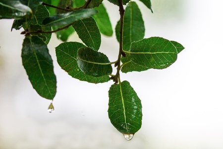 Green leaves with drops over abstract backgroundの写真素材