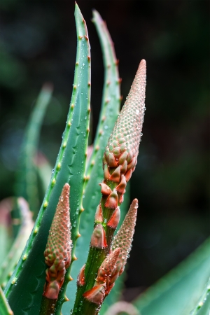 drop on the  flower budsの写真素材