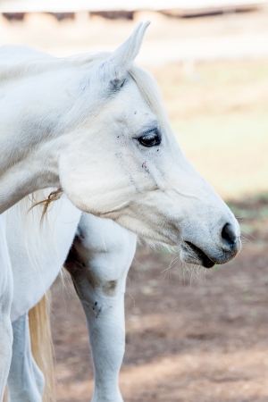 Portrait of a white horseの写真素材