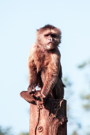Capuchin monkey portrait