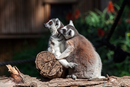 pair of lemurs sitting in a funny poseの写真素材