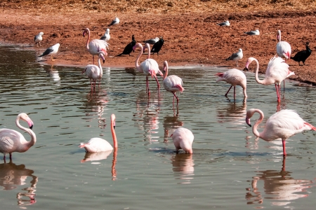 Beautiful Flamingo standing in waterの写真素材