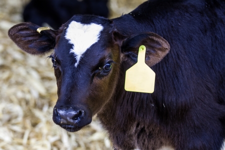 black cow in milk farmの写真素材