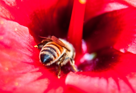 honey bee collects flower nectarの写真素材