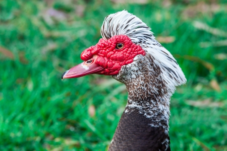 Butchered Duck on the green grassの写真素材