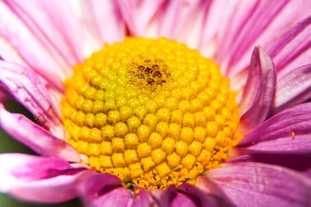 Abstract flower and beautiful petalsの写真素材