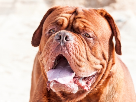 portrait of bordeaux dogの写真素材