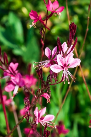 Gaura lindheimeri  beautiful pink flowerの写真素材