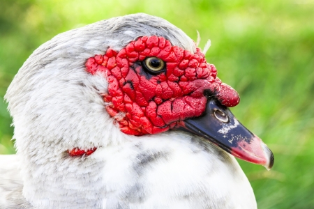 Butchered Duck on the green grassの写真素材