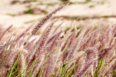 Ripening spikelets  field in the bright sunlightの写真素材