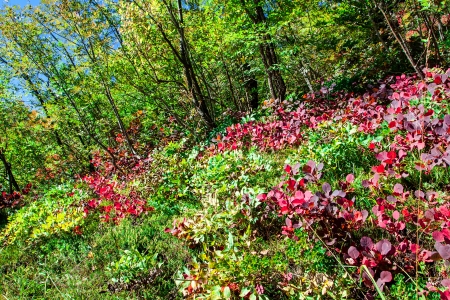 Colorful autumn forest, nature の写真素材