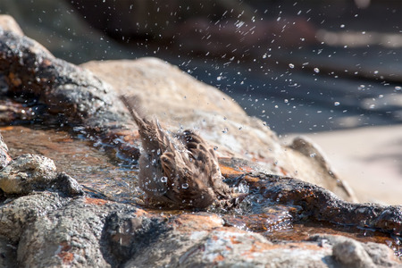 close up of a sparrow at fountainの写真素材