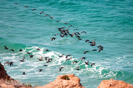 Large flock of cormorant above the seaの写真素材