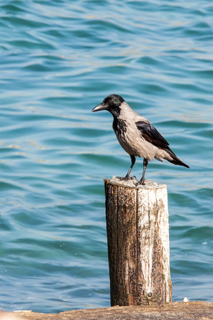 Crow near the seaの写真素材
