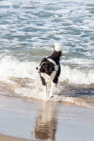 dog playing and splashing in water at the beachの写真素材