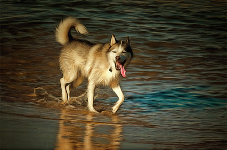 dog playing and splashing in water at the beach  drawing filter