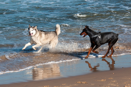 dogs playing and splashing in water at the beachの写真素材