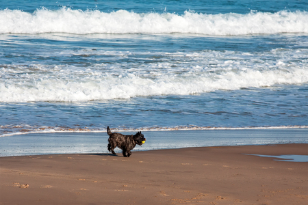 dog playing and splashing in water at the beachの写真素材