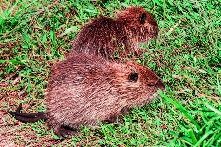Coypu on green grassの写真素材